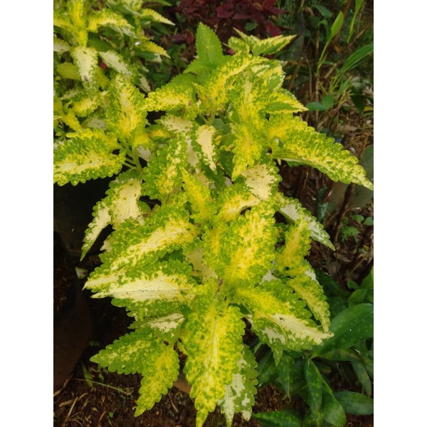 tanaman hias miana berakar miana super premium yelow vietnam