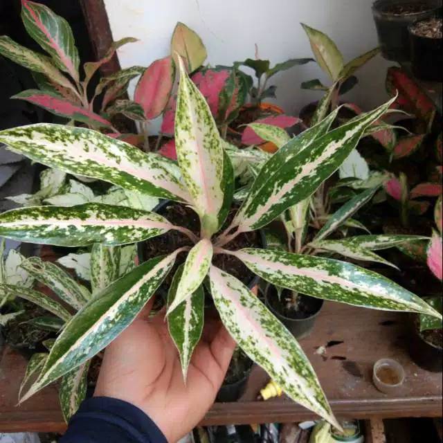 Aglonema madona twister