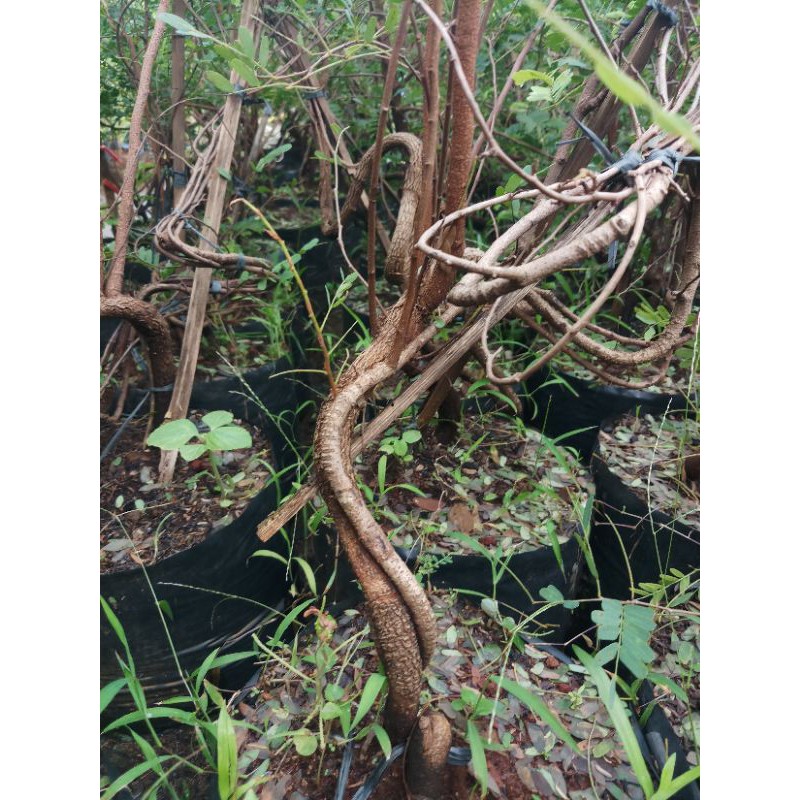 bibit asem jawa bahan bonsai dari biji berkarakter