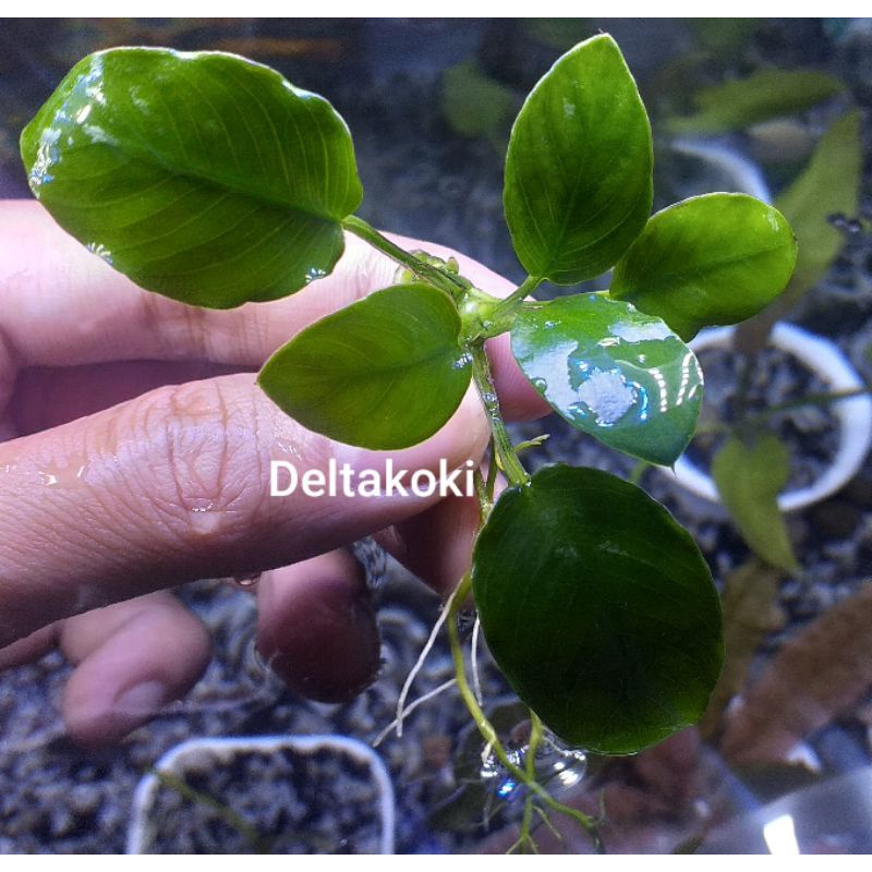 Anubias Panda Hijau | Tanaman Aquascape Anubias