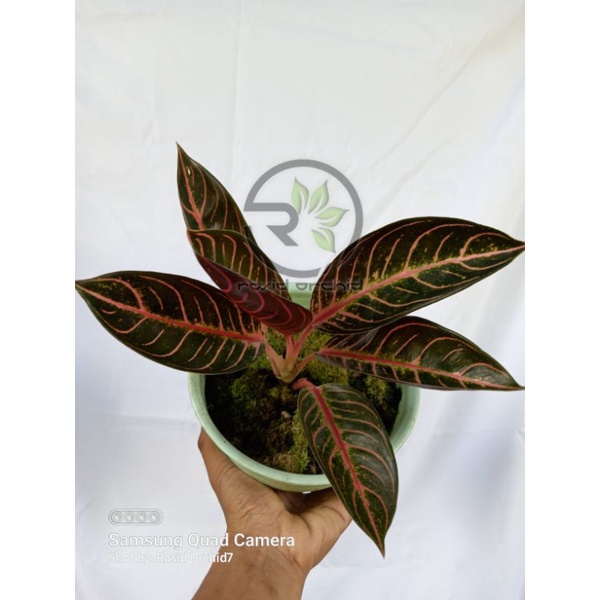 AGLONEMA RED SUMATRA ASLI PRIDE OF SUMATRA