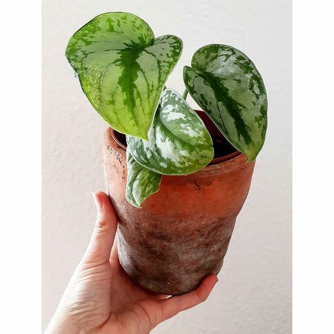 Tanaman hias scindapsus exotica