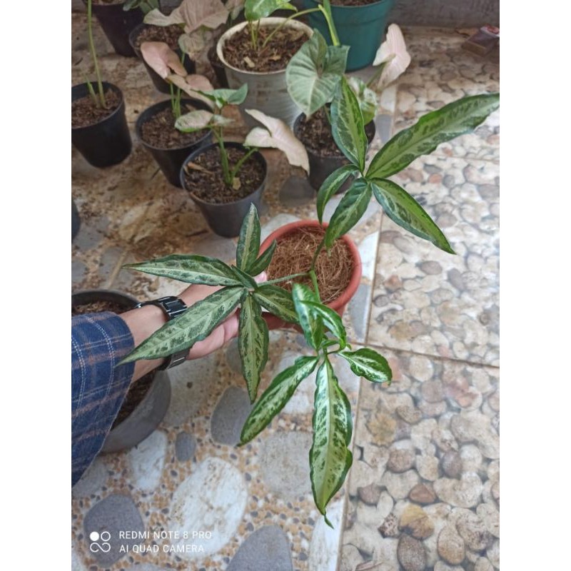 Tanaman hias Syngonium Angustatum