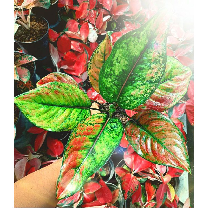 Aglaonema/ Aglaonema HENG - HENG (Aglaonema/Srirejeki)