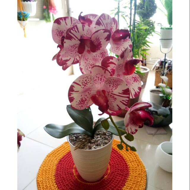 Anggrek latex jumbo 9 kepala bunga