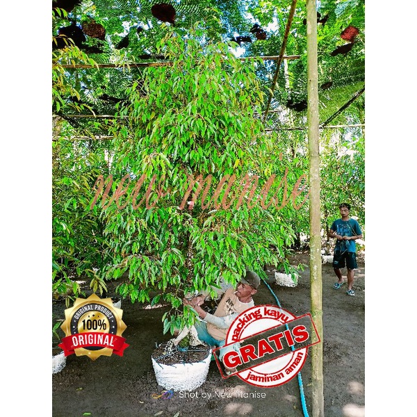 Bibit Durian Bawor Besar Rimbun