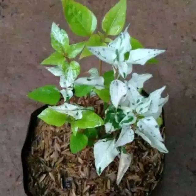 Tanaman hias krokot salju-tanaman hias krokot