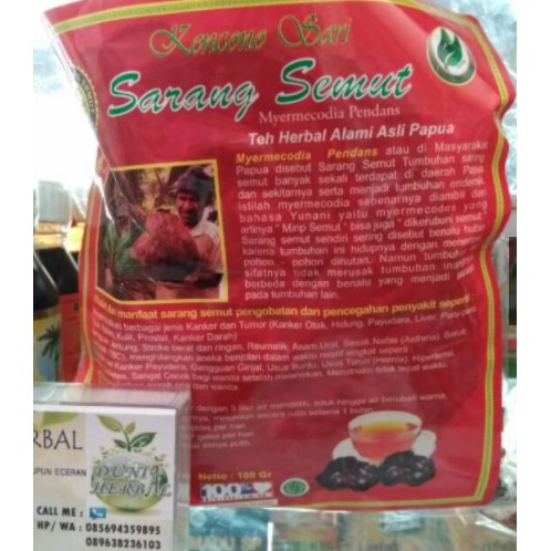 

Sarang semut asli papua I Teh herbal