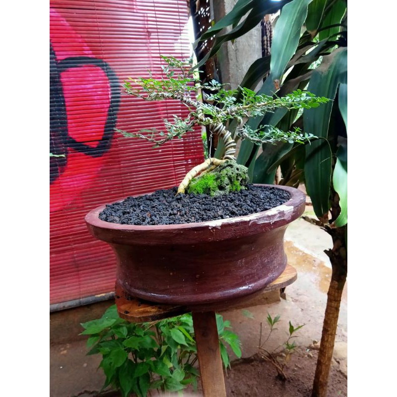 Bonsai Kawis batu on the rock
