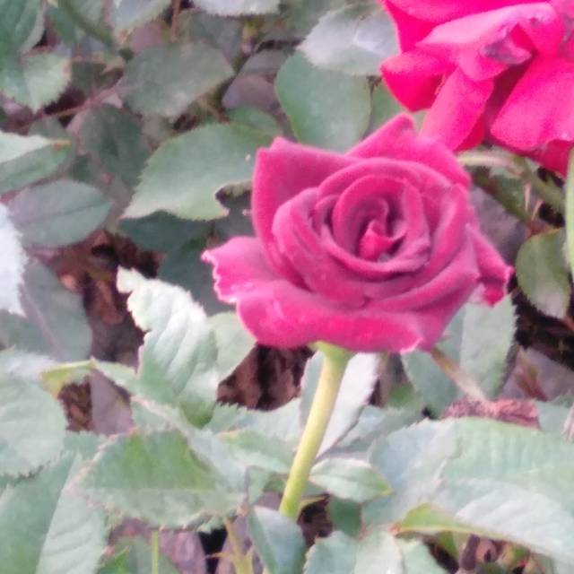 Mawar import black beauty mawar hitam benih mawar tanaman mawar taman bunga mawar segar