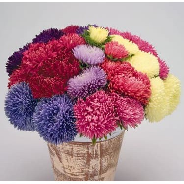 5 benih biji bunga Powder Puff Aster Callistephus chinensis