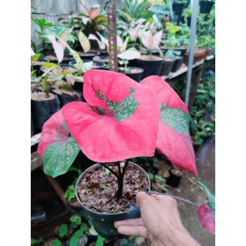 tanaman hias keladi baret merah-baret merah