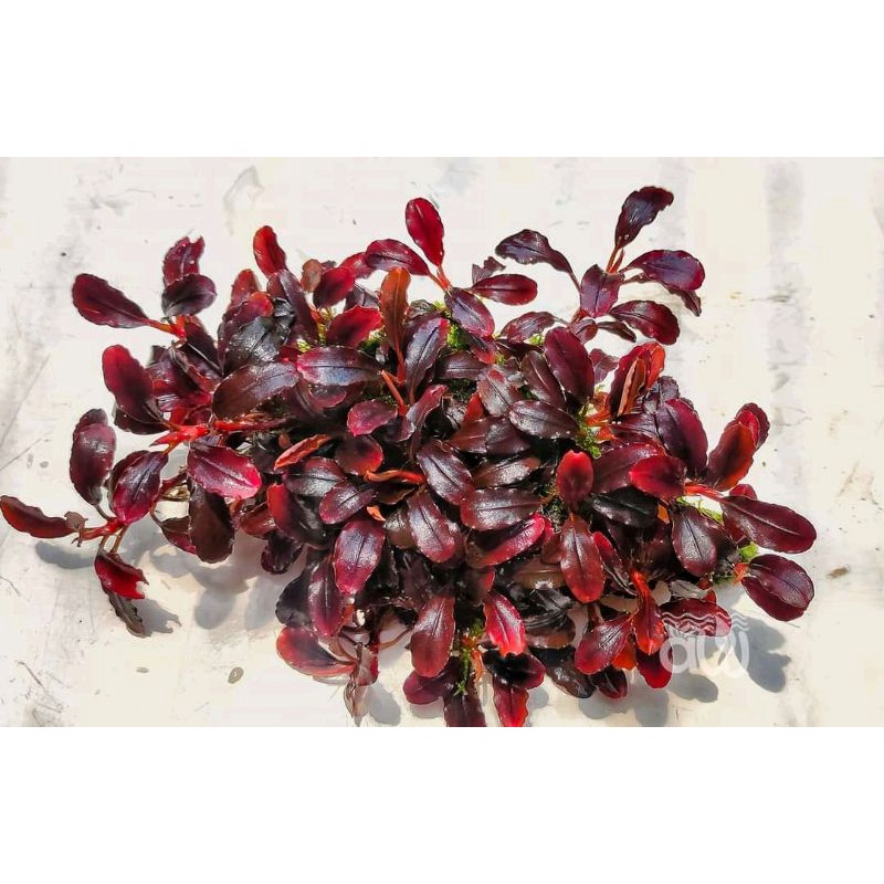 Buce Phalandra black pink per clume 10 pcs