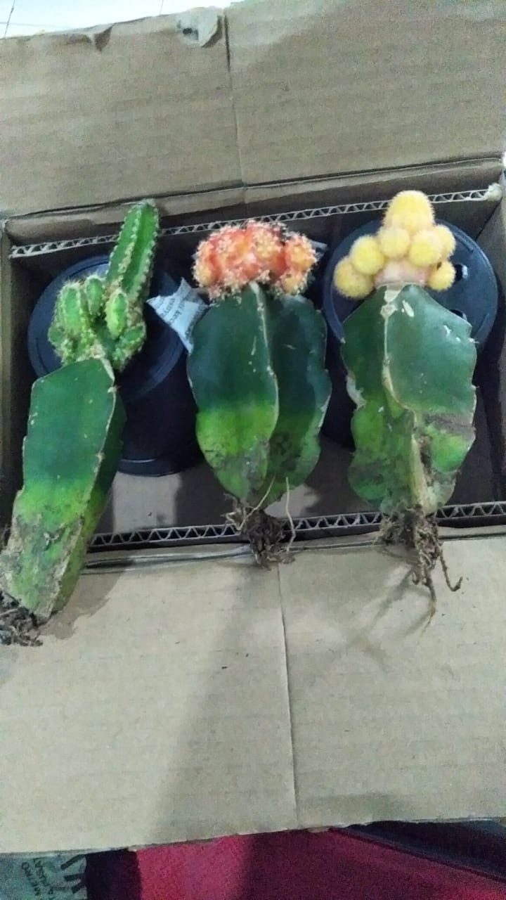 1pot Kaktus Gimno Trikaler