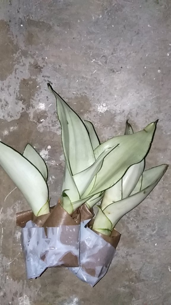 Sanseviera Moon Shine Lidah Mertua Mousen Tanaman Indoor - Nabata