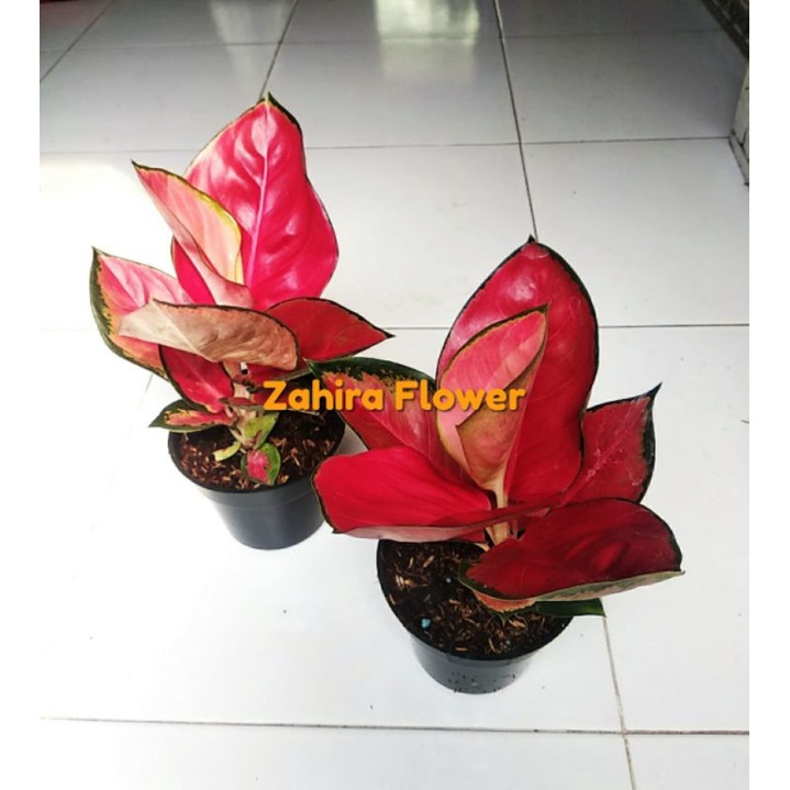 Suksom jaipong stang pendek/suksom cultur stang pendek/suksom jaipong cultur stang pendek