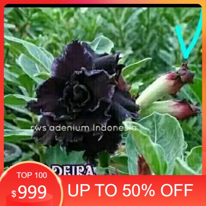 

promo Bibit bunga adenium Kamboja jepang medeira murah
