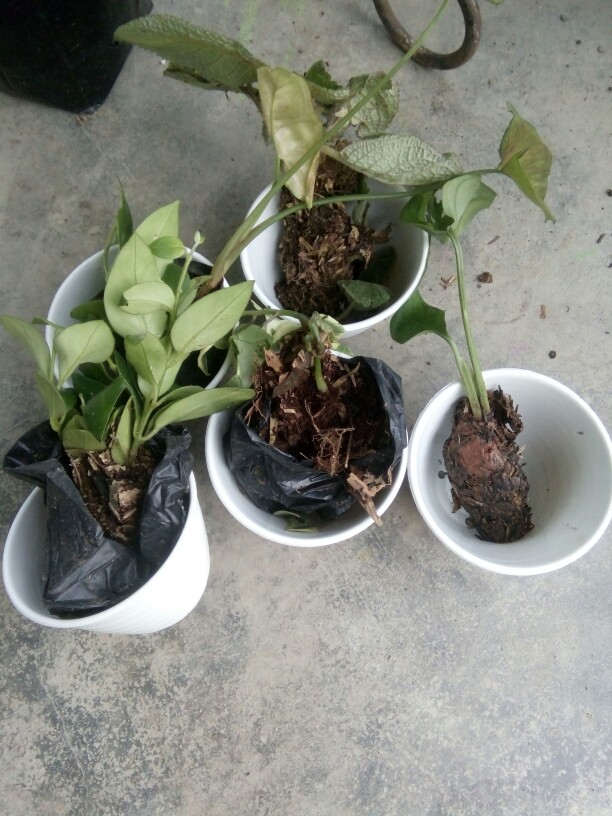 Tanaman Hias Gantung Episcia Merah / Episia Bludru Merah