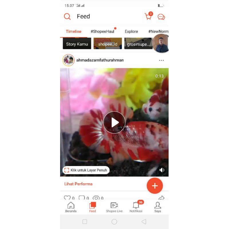 cupang koi copper nemo copper