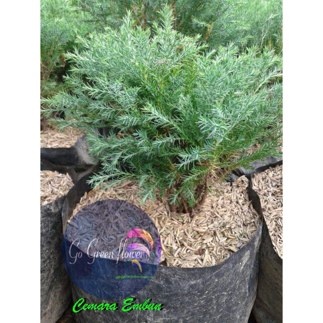 Cemara Embun cemara Wangi Cemara Rentes bibit tanaman cemara cemara wangi GO GREEN FLOWER