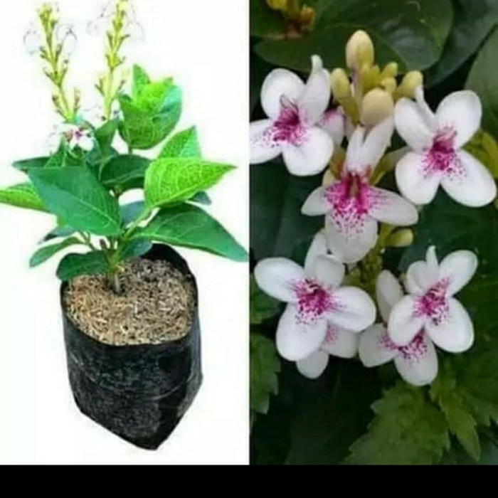 bibit tanaman hias melati jepang - melati bunga - bunga melati