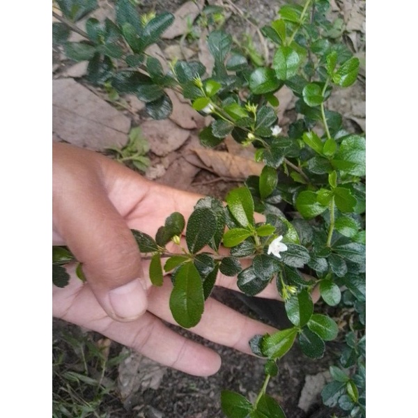 hokianti bunga impor