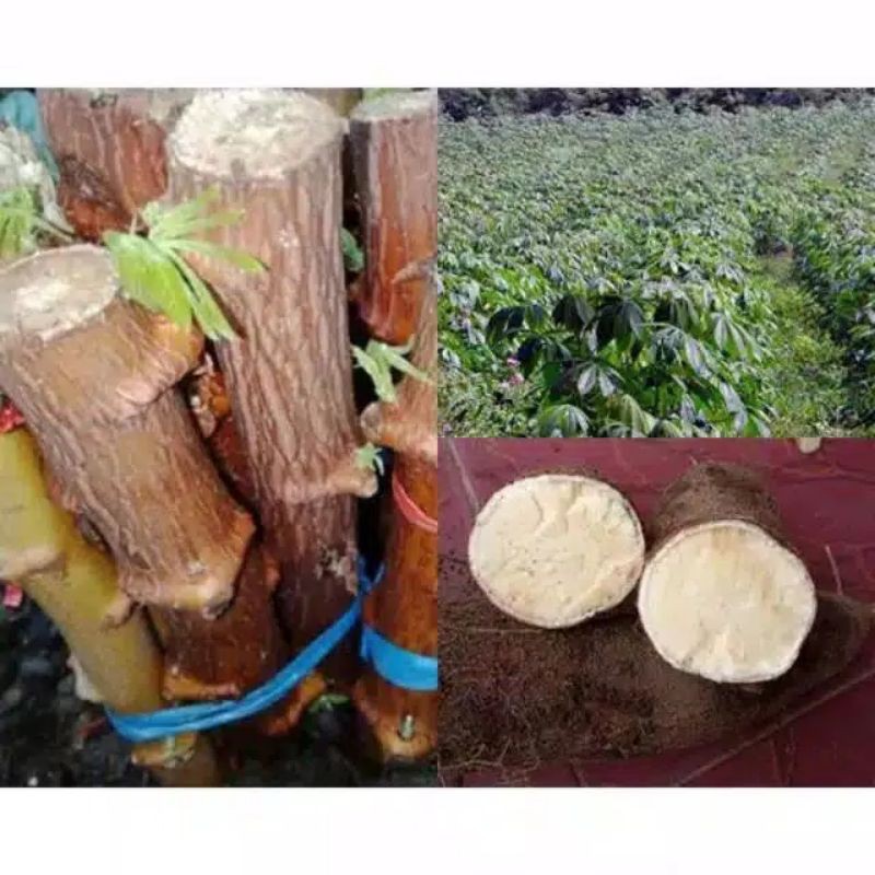 benih pohon singkong mentega,bibit singkong mentega