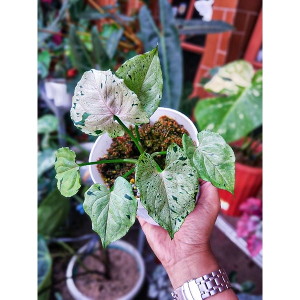 Syngonium Green Splash