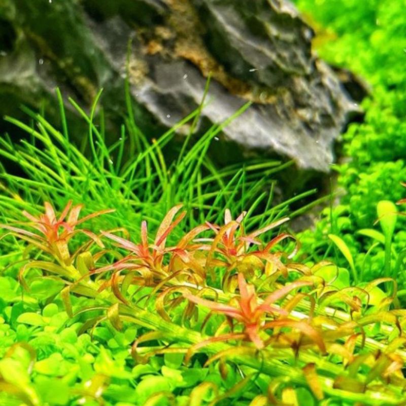 rotala mexicana goias