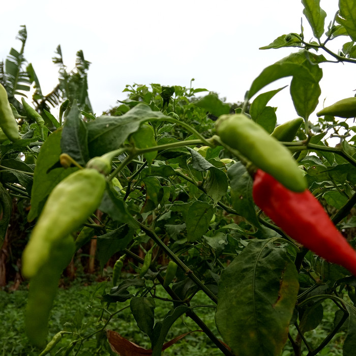 tanaman Cabe rawit / bibit cabe rawit putih