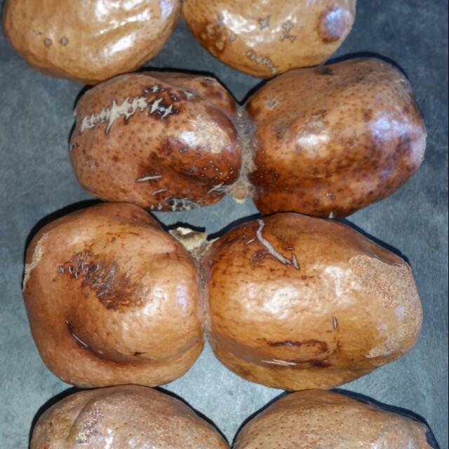 

Zuriat kembar