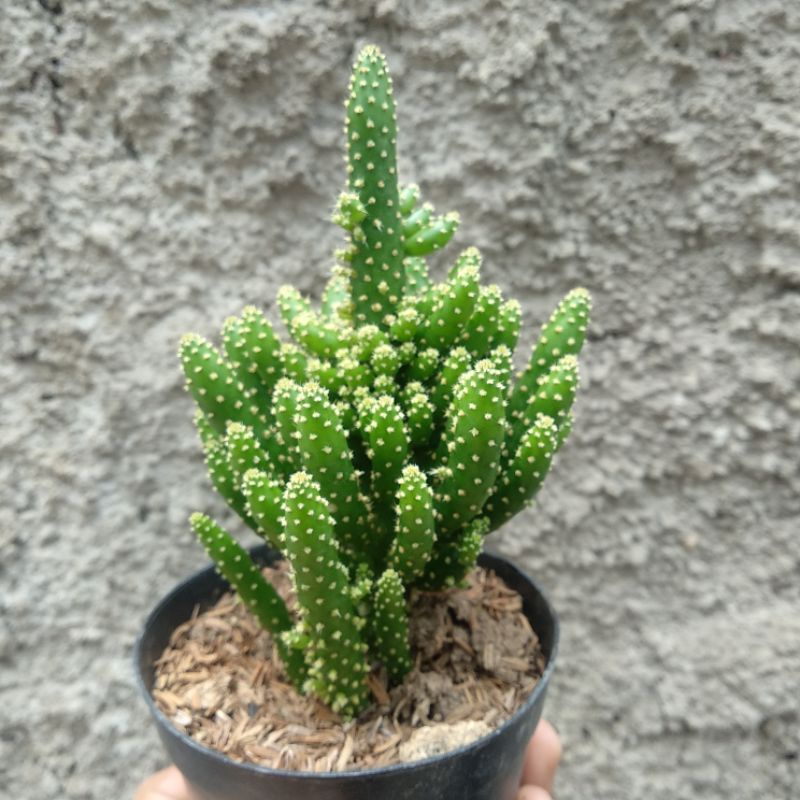 Opuntia Tuna Monstruosa | D 10cm | Kaktus