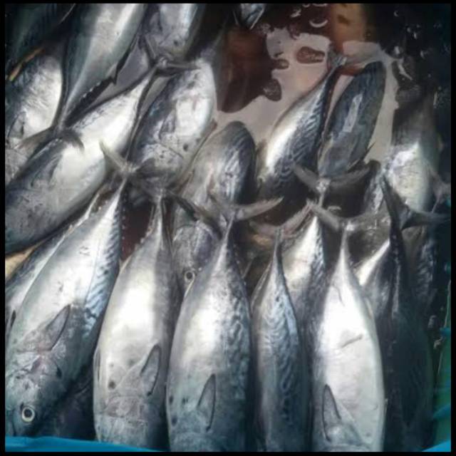 

Ikan tongkol