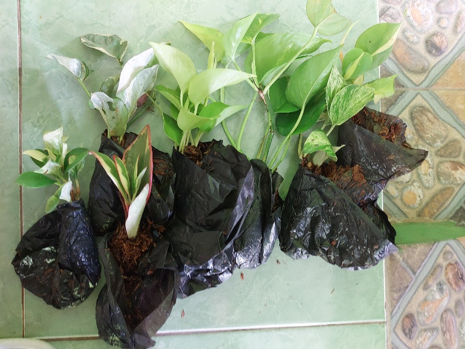 Paket Tanamn Hias Sirih Gading - Paket 4 Tanamn Hias Sirih Gading