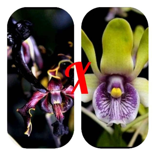 Anggrek dewasa dendrobium black spider x besi