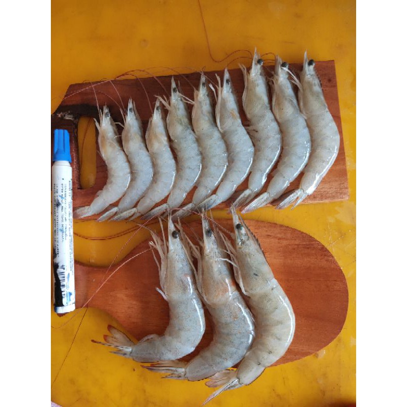 

Udang Laut Peci dan Jerbung Segar 1kg