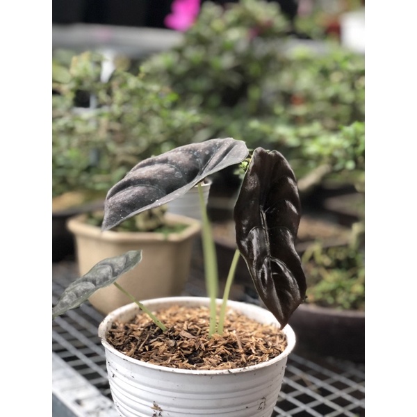 Alocasia cuprea/keladi tengkorak