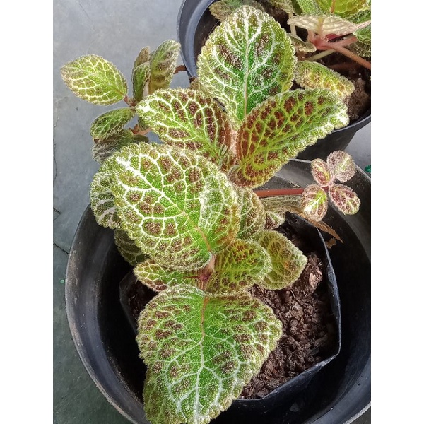 Bunga Gantung Episcia Import Id BUTTERNUT