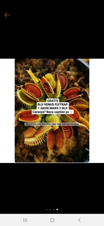 Biji / Benih / Seed Tanaman Karnivora Venus Flytrap