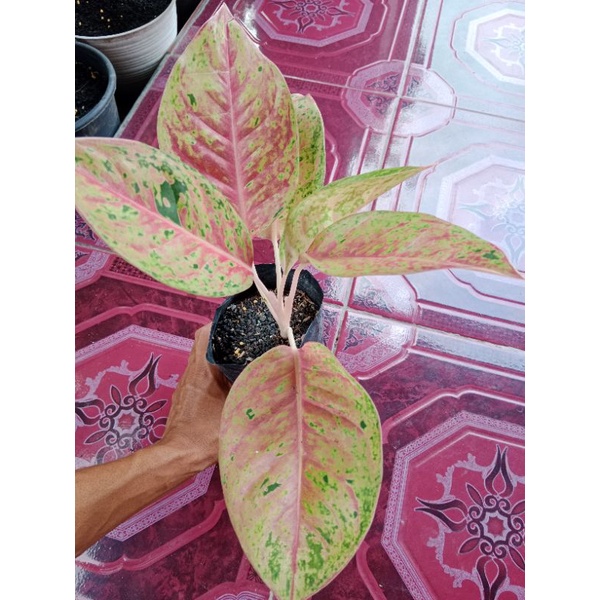 Aglonema Bigroy Murah