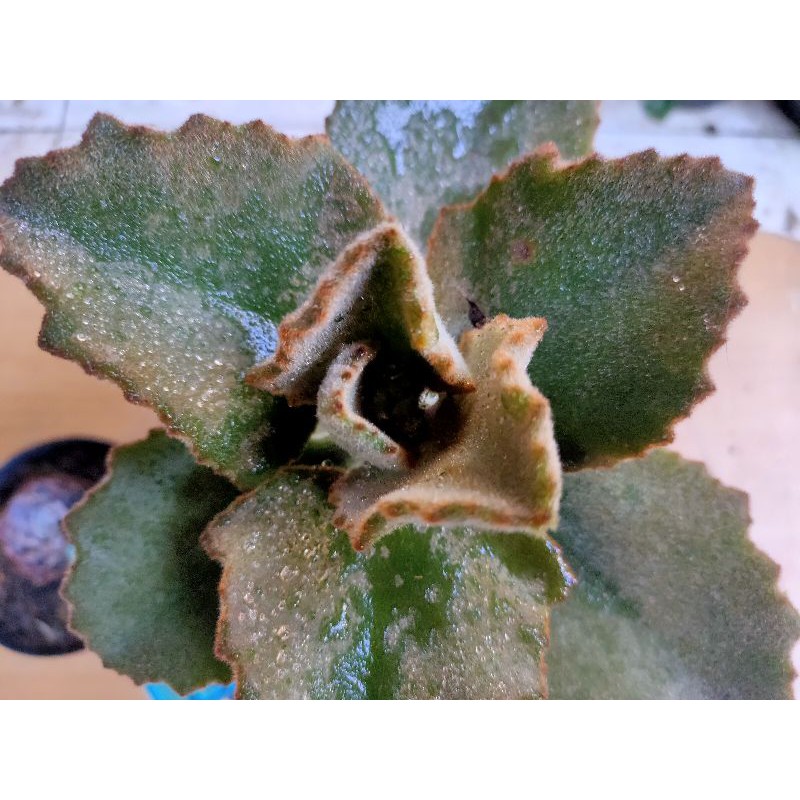 SUCCULENT SIZE BESAR JUMBO KALANCHOE / SUKULEN BULU /SUKULENT BELUDRU