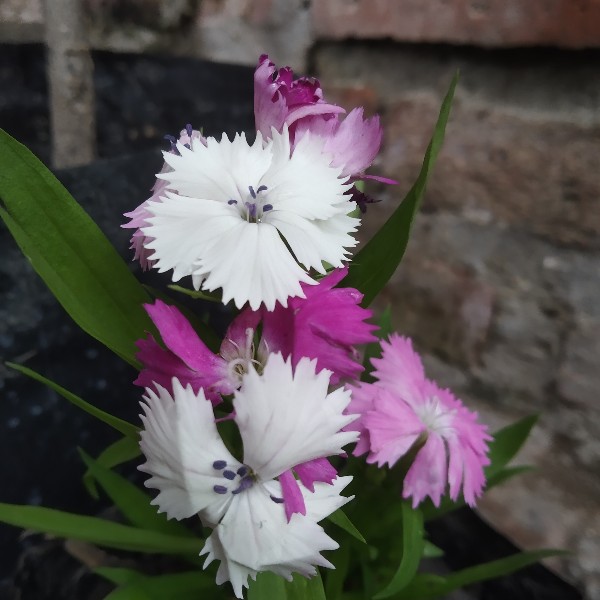 Tanaman Hias Dianthus Atau Anyelir 3 Warna
