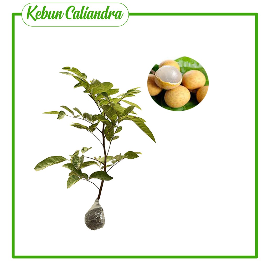 

KEBUN CALIANDRA - Kelengkeng manis