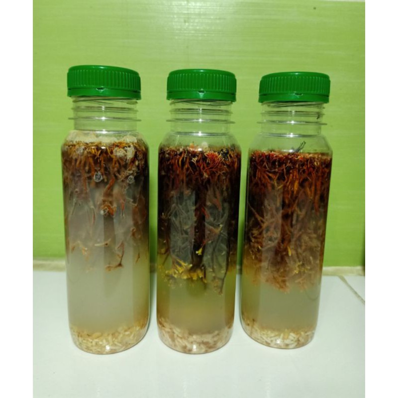 Jamur Jakaba, Biang Jakaba ASLI