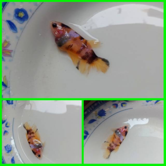 

Cupang betina yellow koi galaxy #5