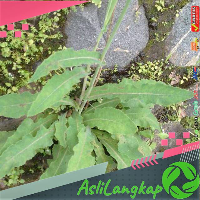 

Daun tempuyunh segar(1kg)
