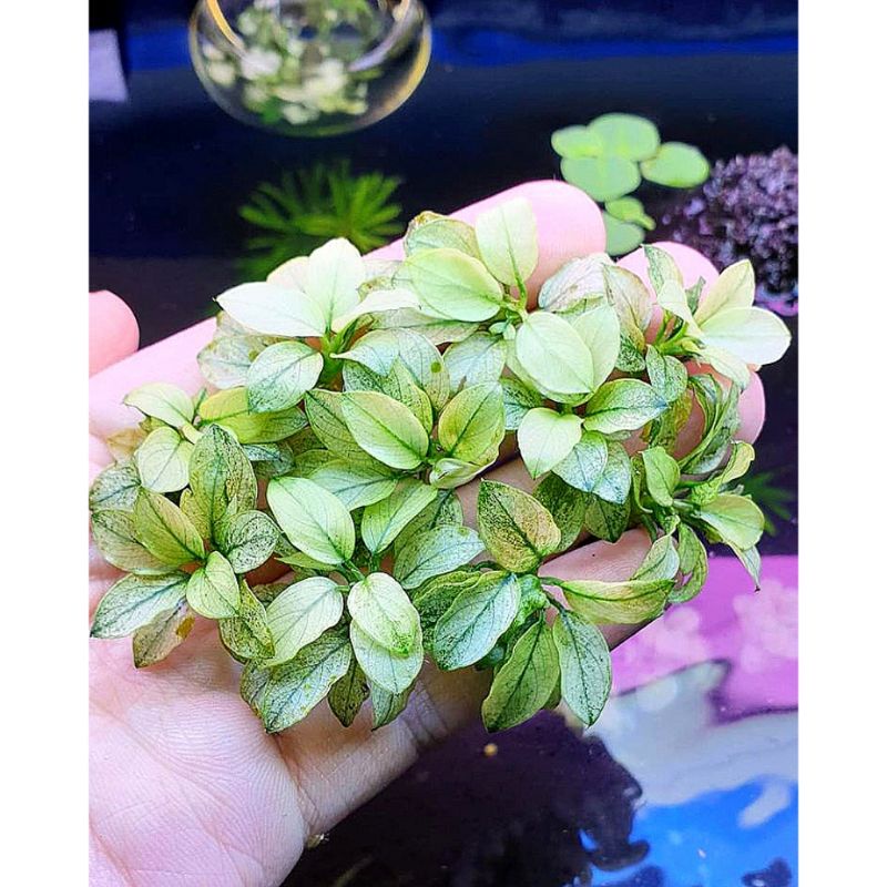 Anubias nana white 3 pcs + bonus