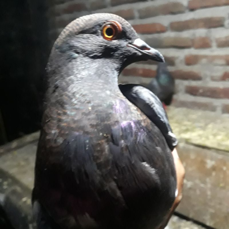 MERPATI BAHAN JALUR KERAS TINGGI PUKUL LOS TEPAT BETINA