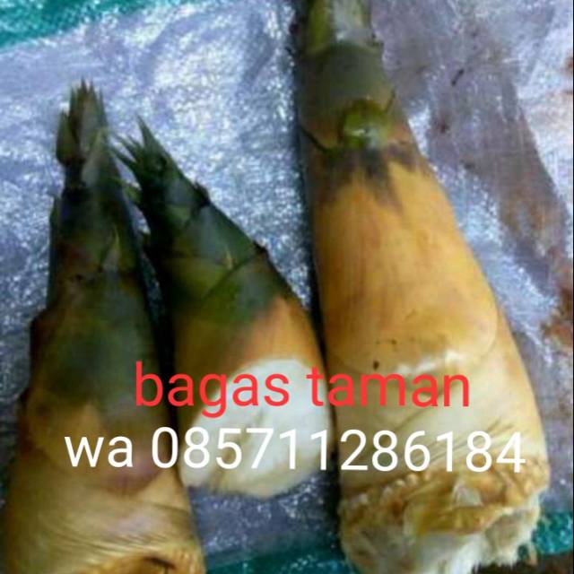 

Rebung Kuning/rebung obat/rebung/obat herbal/obat-obatan