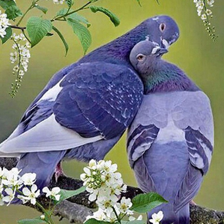 Diy Lukisan Diamond 5d Dengan Gambar Dua Burung Merpati Dan Hiasan